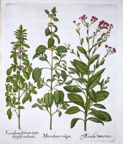Fehér horehound, horehound és menta, a Hortus Eystettensisből, Basil Besler (1561-1629), pub. 1613 (kézzel színezett metszet) alkotó: German School