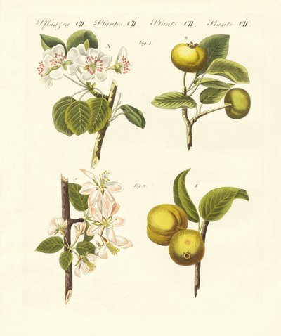 Vadon termő gyümölcsök (színes gravírozás) alkotó: German School