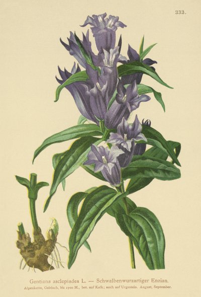 Gentiana fűz (Gentiana asclepiadea) alkotó: German School