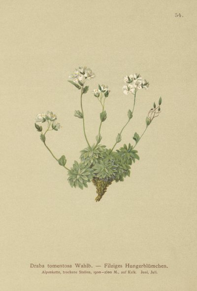 Wolley Whitlow-fű (Draba tomentosa) alkotó: German School