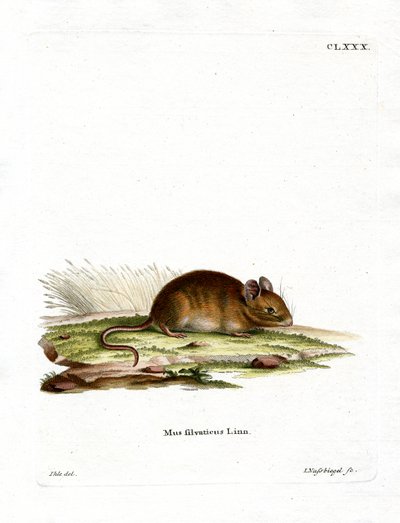 Wood Mouse (színes gravírozás) alkotó: German School