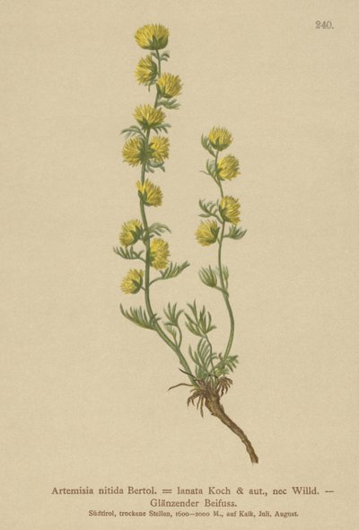 üröm (Artemisia nitida, Artemisia lantana) alkotó: German School