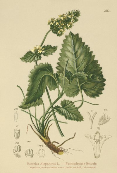 Sárga betónia (Betonica Alopecurus, Stachys alopecuros) alkotó: German School