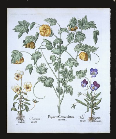 Sárga szarvú mák, a Hortus Eystettensisből, Basil Besler (1561-1629), pub. 1613 (kézzel színezett metszet) alkotó: German School