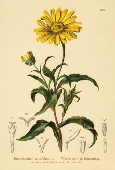 Sárga ökörszem (Buphthalmum salicifolium) alkotó: German School