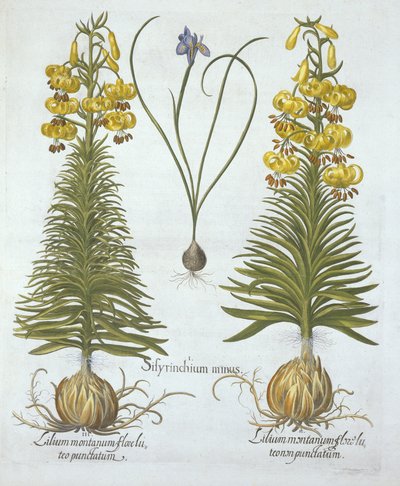 Sárga türkés liliom hagymával és törpe kékszemű fűvel, a Hortus Eystettensistől, Basil Besler (1561-1629), pub. 1613 (kézzel színezett metszet) alkotó: German School