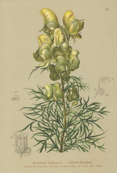 Sárga szerzetesség (Aconitum anthora) alkotó: German School