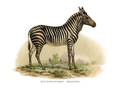 Zebra, 1860 alkotó: German School