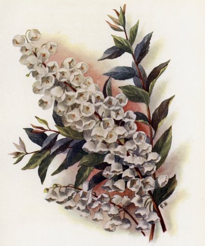 Andromeda Beautiful v Cassinefolia alkotó: Gertrude Hamilton