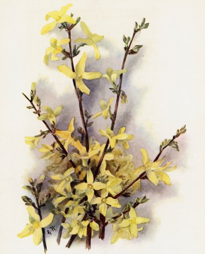 Forsythia Suspensa alkotó: Gertrude Hamilton
