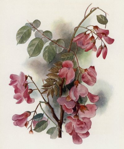 Robinia Hispida alkotó: Gertrude Hamilton