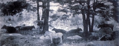 A jackass pátosza alkotó: Gertrude Käsebier