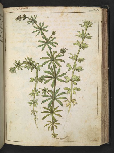 Zöld levelű növény, Gherardo Cibo "A római államok növényvilágának festményeiből", Add MS 22333, f125r, c.1564-84 (akvarell és gouache papíron) alkotó: Gherardo Cibo