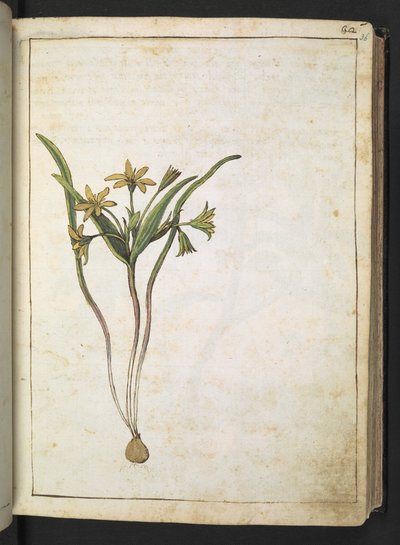 Sárga virágú növény, Gherardo Cibo "A római államok növényvilágának festményeiből", Add MS 22333, f036r, c.1564-84 (akvarell és gouache papíron) alkotó: Gherardo Cibo