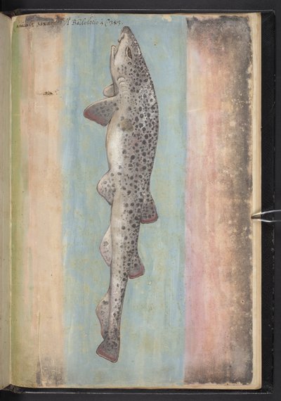 Adja hozzá az MS 22333 f.66r, Fish, a "Paintings of flora of the Roman States" c.1564-84 (akvarell és gouache papíron) című dokumentumot. alkotó: Gherardo Cibo