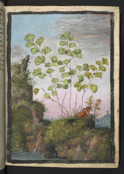 Adiantum capillus-veneris, Gherardo Cibo "Festményei a római államok növényvilágáról", Add MS 22333, f017r, c.1564-84 (akvarell és gouache papíron) alkotó: Gherardo Cibo