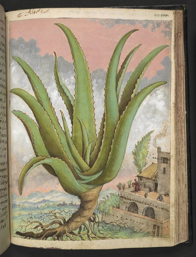 Aloe vera, Gherardo Cibo "Paintings of the Flora of the Roman State"-ből, Add MS 22333, f144r, c.1564-84 (akvarell és gouache papíron) alkotó: Gherardo Cibo