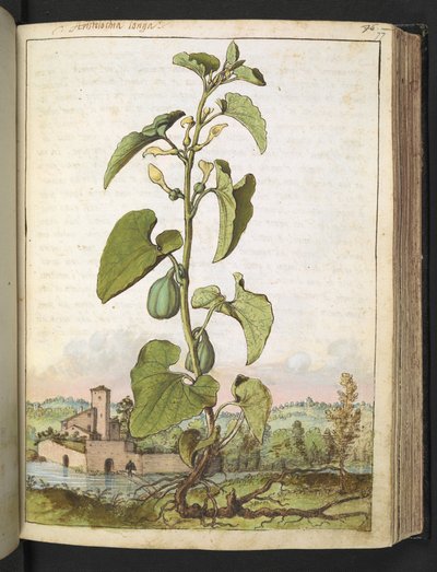 Aristolochia clematitis, Gherardo Cibo "Festményei a római államok növényvilágáról", Add MS 22333, f077r, c.1564-84 (akvarell és gouache papíron) alkotó: Gherardo Cibo