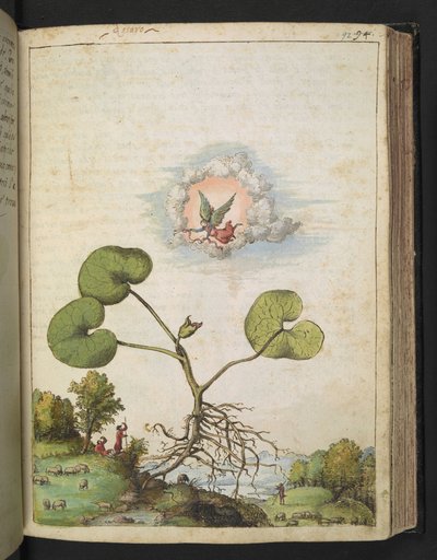 Asarum europaeum, Gherardo Cibo "Festményei a római államok növényvilágáról", Add MS 22333, f092r, c.1564-84 (akvarell és gouache papíron) alkotó: Gherardo Cibo