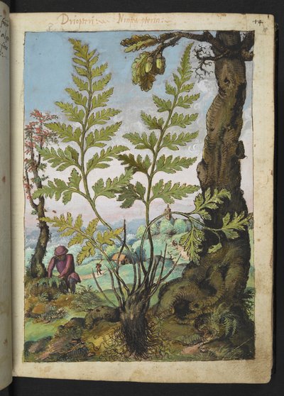 Asplenium adianthum nigrum, Gherardo Cibo "Festmények a római államok növényvilágáról", Add MS 22333, f018r, c.1564-84 (akvarell és gouache papíron) alkotó: Gherardo Cibo