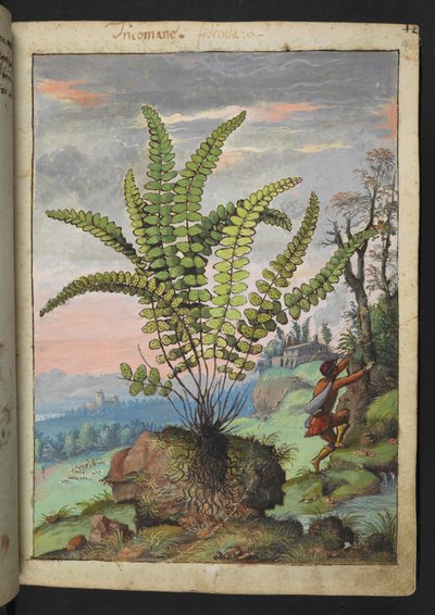 Asplenium trichomanes, Gherardo Cibo "Festmények a római államok növényvilágáról", Add MS 22333, f016r, c.1564-84 (akvarell és gouache papíron) alkotó: Gherardo Cibo