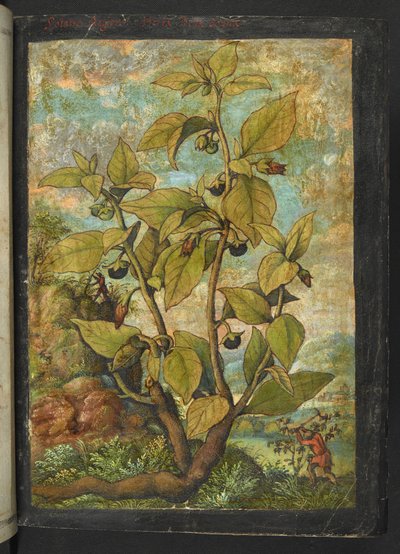 Atropa belladonna vagy Atropa bella-donna, Gherardo Cibo "Festmények a római államok növényvilágáról", Add MS 22333, f005r, c.1564-84 (akvarell és gouache papíron) alkotó: Gherardo Cibo