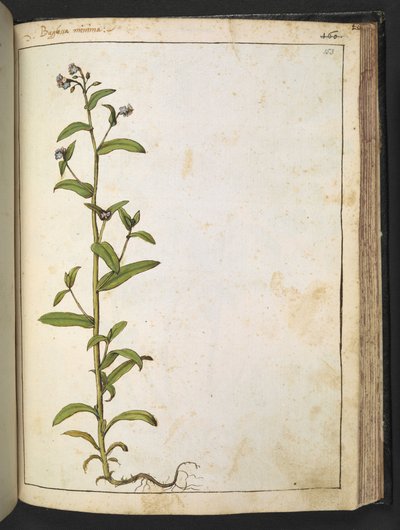Buglossa, Anchusa azurea (Loddon Royalist), Gherardo Cibo "Festmények a római államok növényvilágáról", Add MS 22333, f153r, c.1564-84 (akvarell és gouache papíron) alkotó: Gherardo Cibo
