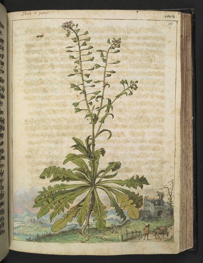 Capsella bursa-pastoris, Gherardo Cibo "Festményei a római államok növényvilágáról", Add MS 22333, f119r, c.1564-84 (akvarell és gouache papíron) alkotó: Gherardo Cibo