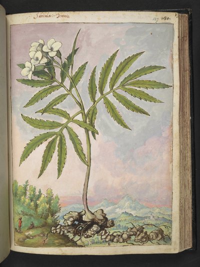 Cardamine heptaphylla, Gherardo Cibo "Festmények a római államok növényvilágáról", Add MS 22333, f127r, c.1564-84 (akvarell és gouache papíron) alkotó: Gherardo Cibo
