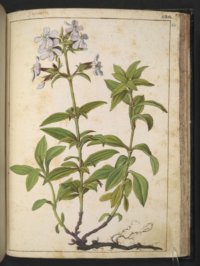 Caryophyllaceae (Szappanfű): a virágos növények nemzetsége a rózsaszín családban, Gherardo Cibo "Paintings of the Flora of the Roman States" (A római államok növényvilágának festményeiből), Add MS 22333, f164r, c.1564-84 (akvarell és gouache papíron) alkotó: Gherardo Cibo