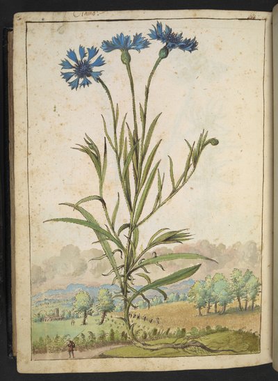 Centaurea cyanus: Kék szirmú virág, Gherardo Cibo "Festmények a római államok flórájáról", Add MS 22333, f177v, c.1564-84 (akvarell és gouache papíron) alkotó: Gherardo Cibo