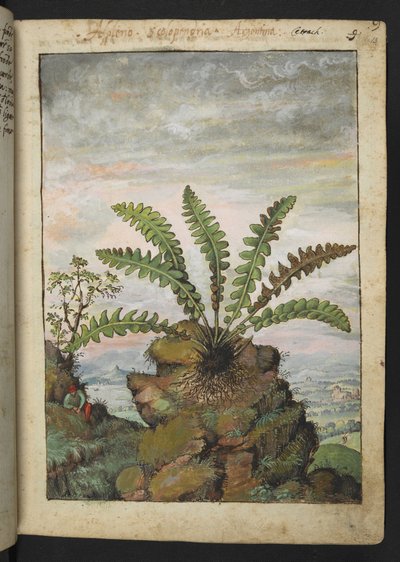 Ceterach officinarum, Gherardo Cibo "Festmények a római államok növényvilágáról", Add MS 22333, f013r, c.1564-84 (akvarell és gouache papíron) alkotó: Gherardo Cibo