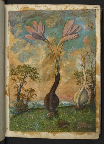 Colchicum autumnale, Gherardo Cibo "Festmények a római államok növényvilágáról", Add MS 22333, f022r, c.1564-84 (akvarell és gouache papíron) alkotó: Gherardo Cibo