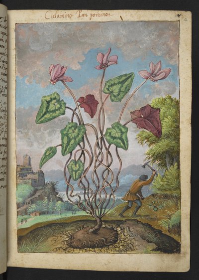 Cyclamen hederifolium, Gherardo Cibo "Festmények a római államok növényvilágáról", Add MS 22333, f012r, c.1564-84 (akvarell és gouache papíron) alkotó: Gherardo Cibo