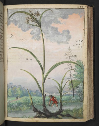 Cyperus serotinus, Gherardo Cibo "Festmények a római államok növényvilágáról", Add MS 22333, f086r, c.1564-84 (akvarell és gouache papíron) alkotó: Gherardo Cibo