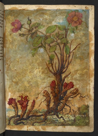 Cytinus hypocistis, Gherardo Cibo "Festmények a római államok növényvilágáról", Add MS 22333, f009r, c.1564-84 (akvarell és gouache papíron) alkotó: Gherardo Cibo