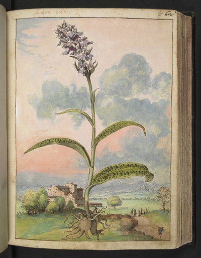 Dactylorhiza fuchsii, Gherardo Cibo "Festményei a római államok növényvilágáról", Add MS 22333, f065r, c.1564-84 (akvarell és gouache papíron) alkotó: Gherardo Cibo