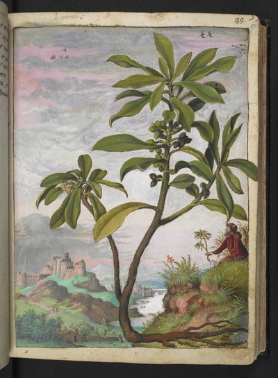 Daphne laureola, Gherardo Cibo "Paintings of the Flora of the Roman State"-ből, Add MS 22333, f037r, c.1564-84 (akvarell és gouache papíron) alkotó: Gherardo Cibo