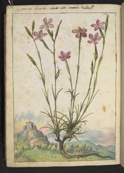 Dianthus longicaulis: Rózsaszín szirmú növény, Gherardo Cibo "A római államok növényvilágának festményeiből", Add MS 22333, f179v, c.1564-84 (akvarell és gouache papíron) alkotó: Gherardo Cibo