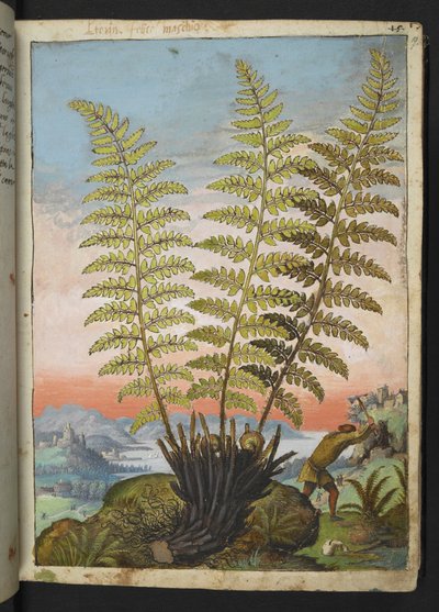Dryopteris filix mas: Páfrány, Gherardo Cibo "A római államok növényvilágának festményeiből", Add MS 22333, f019r, c.1564-84 (akvarell és gouache papíron) alkotó: Gherardo Cibo