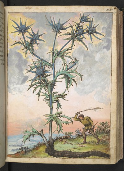 Eryngium maritimum, Gherardo Cibo "Festmények a római államok növényvilágáról", Add MS 22333, f047r, c.1564-84 (akvarell és gouache papíron) alkotó: Gherardo Cibo