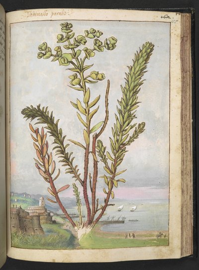 Euphorbia paralias, Gherardo Cibo "Festmények a római államok növényvilágáról", Add MS 22333, f155r, c.1564-84 (akvarell és gouache papíron) alkotó: Gherardo Cibo