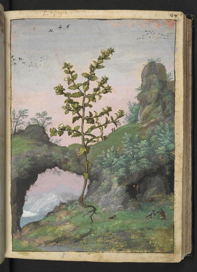 Euphrasia officinalis, Gherardo Cibo "Festmények a római államok növényvilágáról", Add MS 22333, f041r, c.1564-84 (akvarell és gouache papíron) alkotó: Gherardo Cibo
