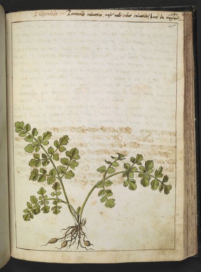 Filipendula, Gherardo Cibo "Festmények a római államok növényvilágáról", Add MS 22333, f145r, c.1564-84 (akvarell és gouache papíron) alkotó: Gherardo Cibo