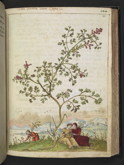 Fumaria gaillardotii, Gherardo Cibo "Festményei a római államok növényvilágáról", Add MS 22333, f121r, c.1564-84 (akvarell és gouache papíron) alkotó: Gherardo Cibo