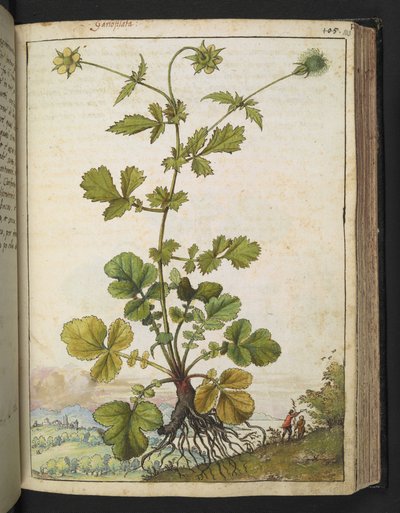 Geum urbanum, Gherardo Cibo "Festmények a római államok növényvilágáról", Add MS 22333, f103r, c.1564-84 (akvarell és gouache papíron) alkotó: Gherardo Cibo