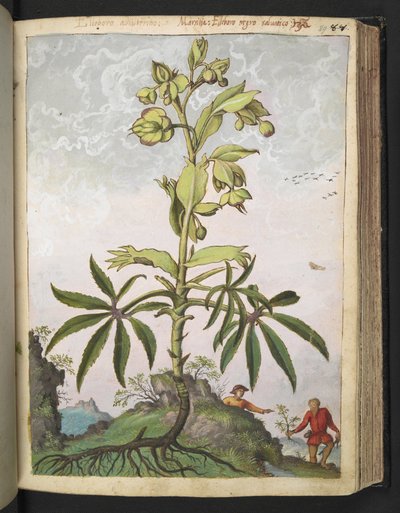 Helleborus foetidus, Gherardo Cibo "Festményei a római államok növényvilágáról", Add MS 22333, f089r, c.1564-84 (akvarell és gouache papíron) alkotó: Gherardo Cibo