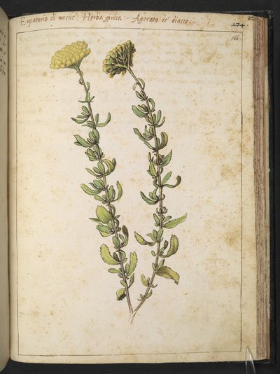 Kender agrimony (az Eupatorium nemzetségből), esetleg Vese bükköny, Gherardo Cibo "Paintings of the Flora of the Roman States" (A római államok növényvilágának festményeiből), Add MS 22333, f166r, c.1564-84 (akvarell és gouache papíron) alkotó: Gherardo Cibo