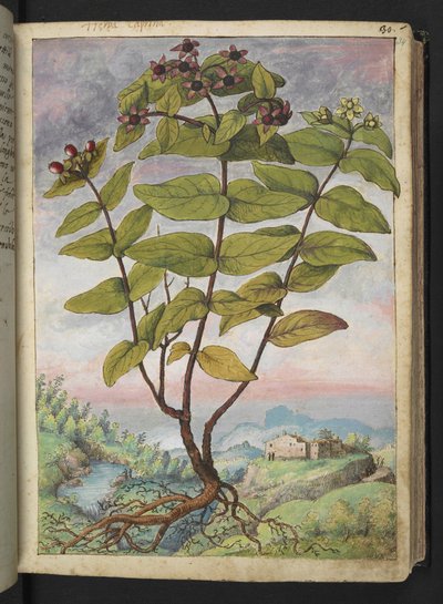 Hypericum hircinum, Gherardo Cibo "Festményei a római államok növényvilágáról", Add MS 22333, f034r, c.1564-84 (akvarell és gouache papíron) alkotó: Gherardo Cibo