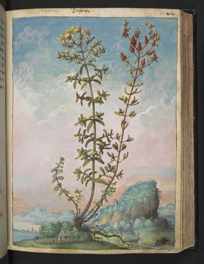 Hypericum perforatum, Gherardo Cibo "Festmények a római államok növényvilágáról", Add MS 22333, f083r, c.1564-84 (akvarell és gouache papíron) alkotó: Gherardo Cibo